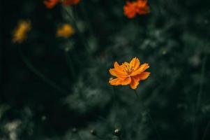 reichlich natürliche gelbe blumen blumen- und pflanzenkonzepte foto