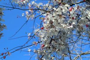 Nahaufnahme Wunschbaum oder Cassia Bakeriana Craib Blumen auf strahlend blauem Himmelshintergrund foto