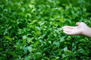 Hände und grüne Teespitzen, die von Natur aus schön grün sind foto