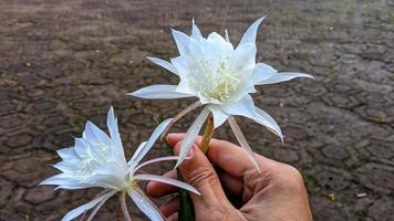 Blumen sind weiß, um als schöner natürlicher Hintergrund zu dienen. foto