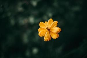 reichlich natürliche gelbe blumen blumen- und pflanzenkonzepte foto