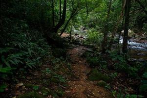 Waldgrün fruchtbare Flächen im Waldgebiet foto