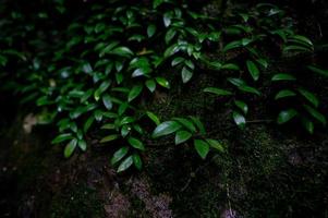 Waldgrün fruchtbare Flächen im Waldgebiet foto