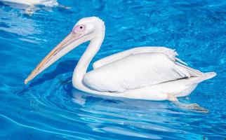 Weißer Pelikanvogel mit gelbem langem Schnabel schwimmt im Wasserbecken, Nahaufnahme