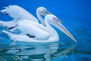 Weißer Pelikanvogel mit gelbem langem Schnabel schwimmt im Wasserbecken, Nahaufnahme foto