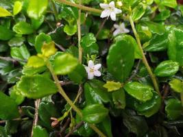 kleine weiße Blumen blühen wunderschön zwischen dem grünen Laub. weiße Blüten sind in dunkelgrünen Blättern versteckt. Konzentrieren Sie sich auf die kleinen weißen Blumen, die blühen. foto