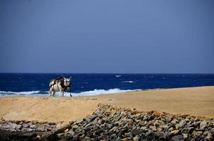 Esel am Strand und Meer foto