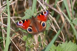 Europäischer Pfauenschmetterling foto