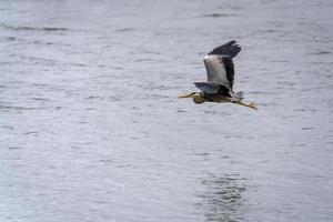 Graureiher fliegt über seichtes Wasser am Restronguet Creek in Cornwall foto