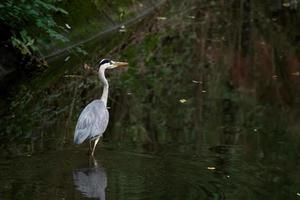 Graureiher zu Fuß in einem Kanal in Crawley foto