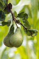 Birnen wachsen und reifen in einem Garten in Italien foto