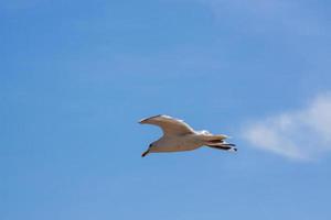 Gemeine Möwe im Flug über Eastbourne foto