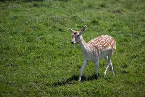 Damwild, das im Gras läuft foto