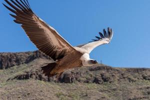 maspalomas, gran canaria, spanien, 2022. eurasischer gänsegeier im flug im palmitos park, maspalomas, gran canaria, kanarische inseln, spanien am 8. märz 2022 foto