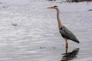 Graureiher im seichten Wasser am Restronguet Creek in Cornwall foto