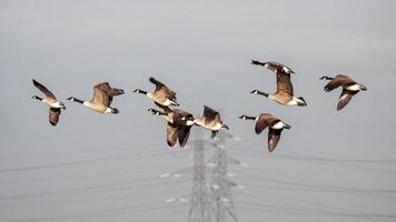 Graugänse fliegen über Sümpfe in Essex foto