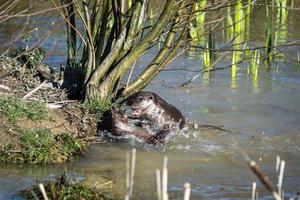 eurasische Otter spielen in einem See foto