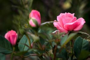 Miniatur rosa Rose in voller Blüte foto