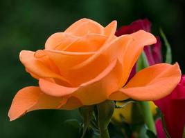 Nahaufnahme einer schönen orangefarbenen Rose foto