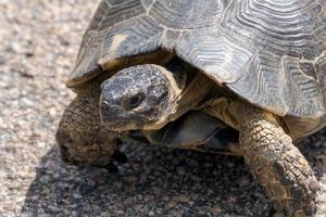 sardische Randschildkröte foto