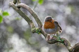 Rotkehlchen, das an einem kalten Frühlingstag in einem Baum wachsam aussieht foto