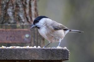 Mönchsgrasmücke auf Nahrungssuche auf einem Saatguttablett aus Holz foto