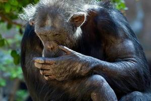 Schimpanse sitzt in einem Zoo foto