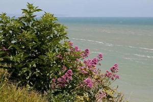 Rosa Baldrian wächst auf Klippen in Eastbourne foto