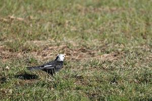 Weißköpfige Amsel im Gras auf der Suche nach Nahrung foto