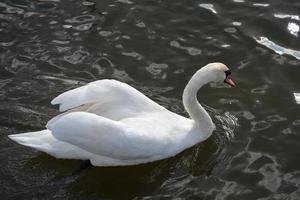 Höckerschwan auf Tilgate Park Lake in Crawley foto