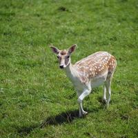 Damwild, das im Gras läuft foto