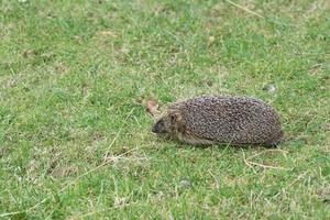 Europäischer Igel im Gras foto