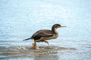 Spotted Shag läuft im seichten Wasser foto