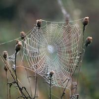 Spinnennetze, die mit Wassertropfen aus dem Herbsttau glänzen foto