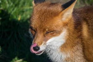 Rotfuchs in der Abendsonne foto