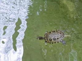 Sumpfschildkröte im Wassergraben rund um den Musikpavillon in Tavira Portugal foto