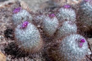 Blick auf eine Mammillaria bombycina quehl, die zu blühen beginnt foto