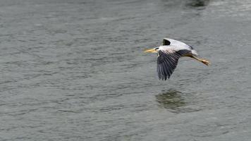 Graureiher fliegt über seichtes Wasser am Restronguet Creek in Cornwall foto