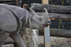 Nashorn Säugetier Tier foto