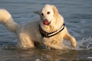 Golden Retriever im Meer bei Sonnenuntergang foto