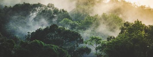 Panorama-Banner-Hintergrund der tropischen Waldlandschaftsszene für die Verwendung im Konzept der Umweltökologie und der nachhaltigen Energie oder des Tages der Erde, wildes Holz als szenische Verwendung für Tapeten von Spa und Tourismus