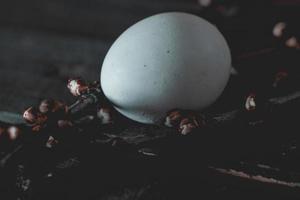 Aprikosenbaumzweig und Ei auf rotem Hintergrund Frühlings- und Osterhintergrund foto