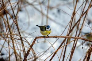 Blaumeise auf einem Zweig foto