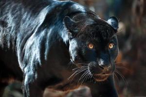 bedrohlicher schwarzer Jaguar foto