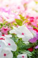 Vinca Rosea Blumen blühen im Garten foto