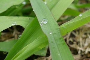 Regentropfen auf grünen Grasblättern foto