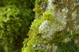 Details von Moos und Pilzen auf einem Felsen foto