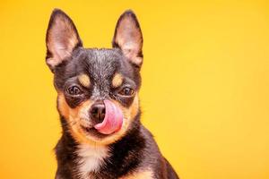 Chihuahua Hund Trikolore auf gelbem Hintergrund. Rassehundeportrait. foto