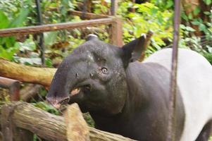 Foto eines süßen Tapirs