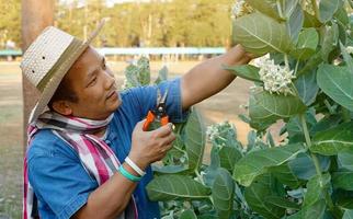 asiatischer mann mittleren alters verwendet beschneidungsscheren, um den busch- und ficusbaum in seinem heimatgebiet zu schneiden und zu pflegen, weicher und selektiver fokus, freizeitaktivitätskonzept. foto